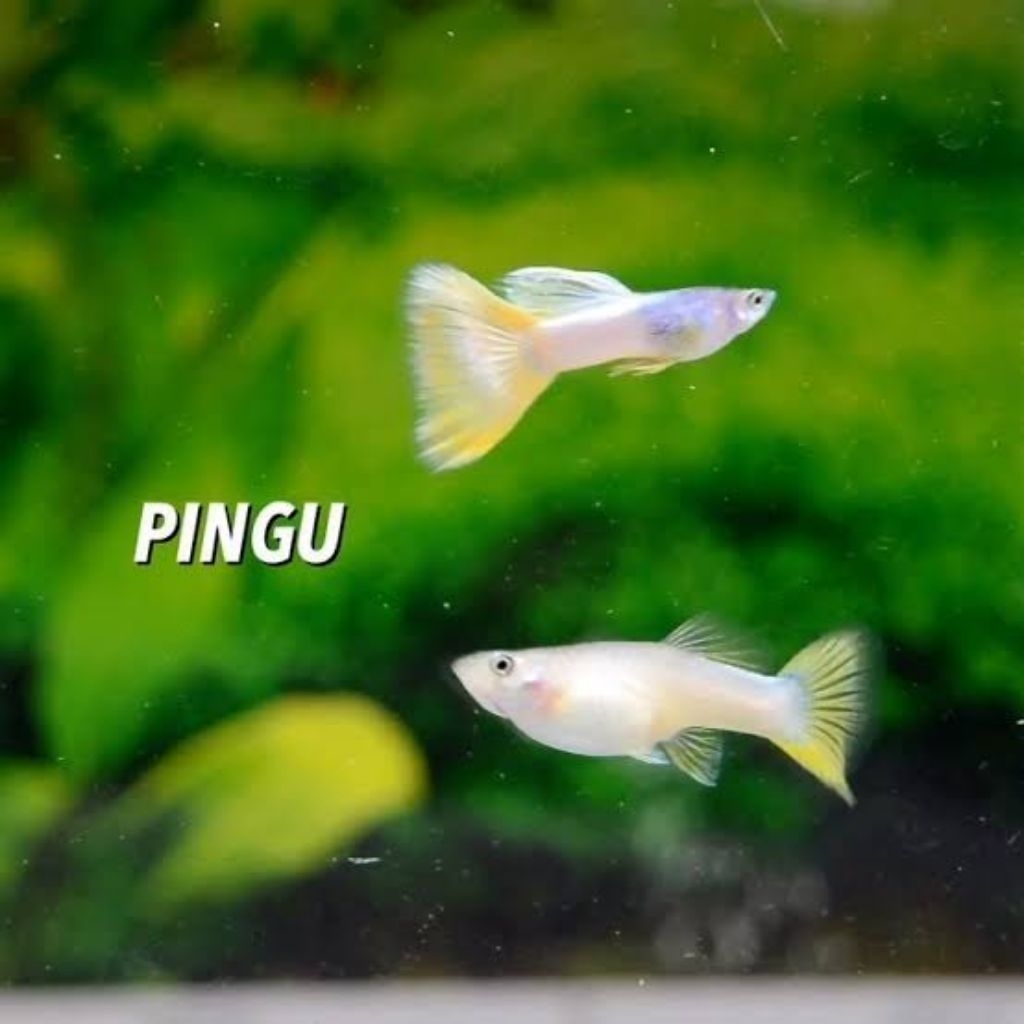 

PackingStyrofoam yelow pingu