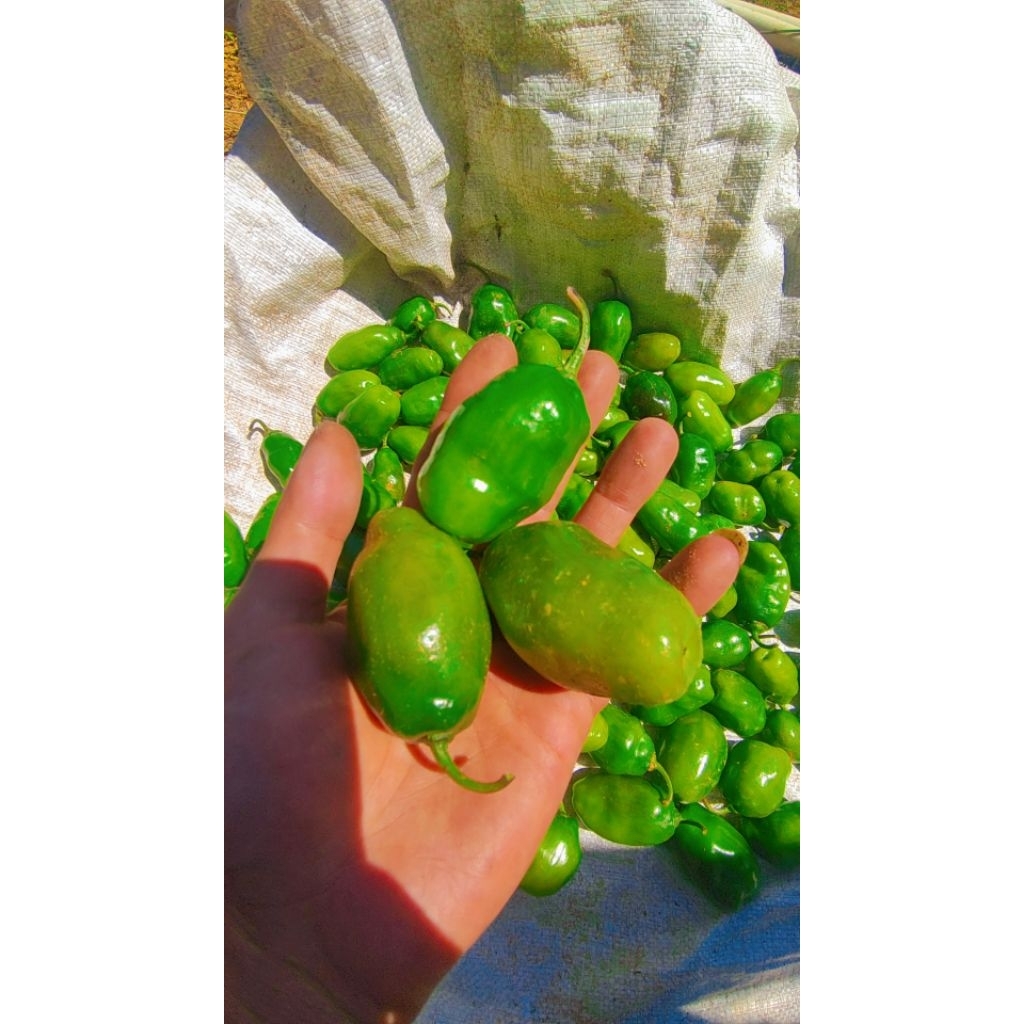 

cabai gendot cengkul 3 dieng