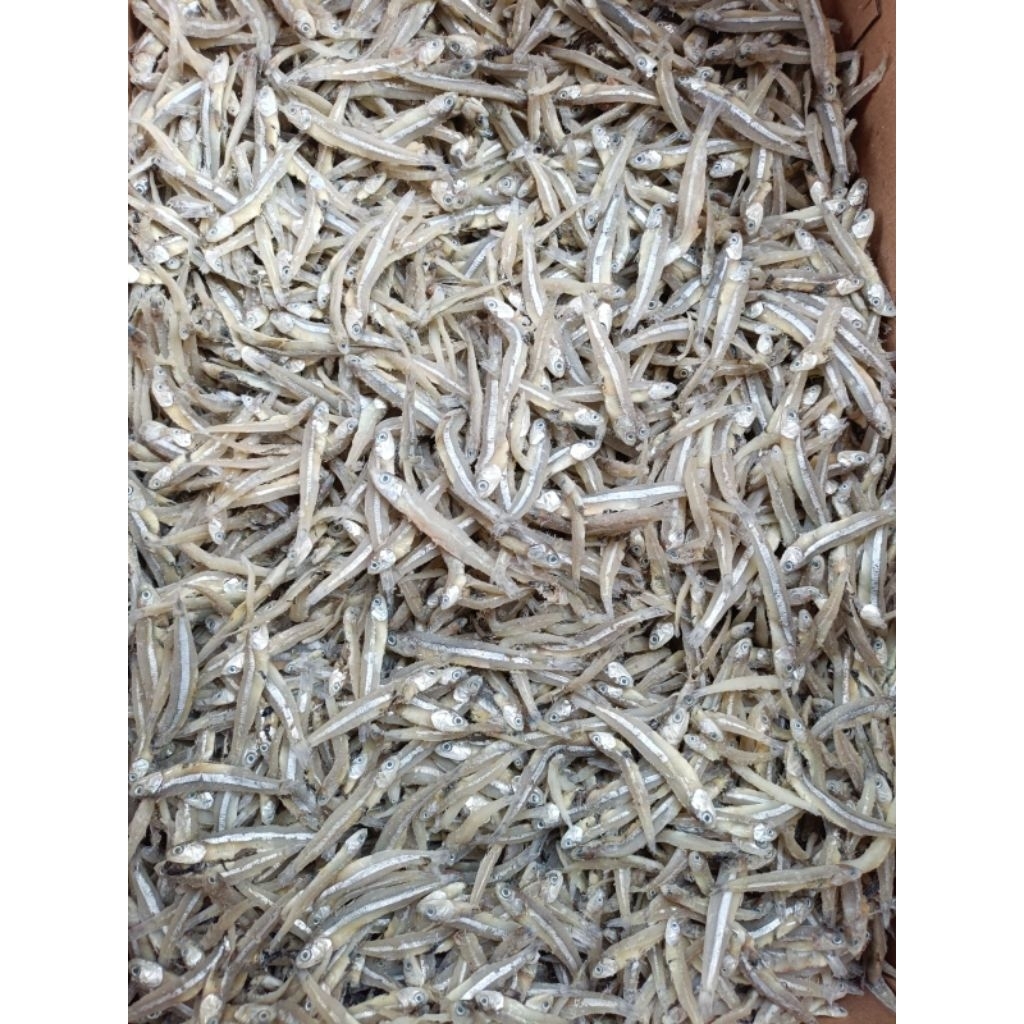 

TERI JENGKI SUPER PREMIUM KWALITAS VIP