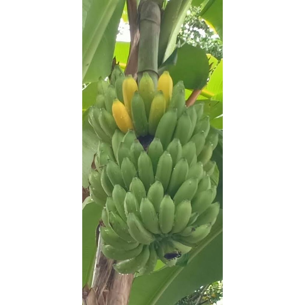 

pisang raja bulu 1tandan