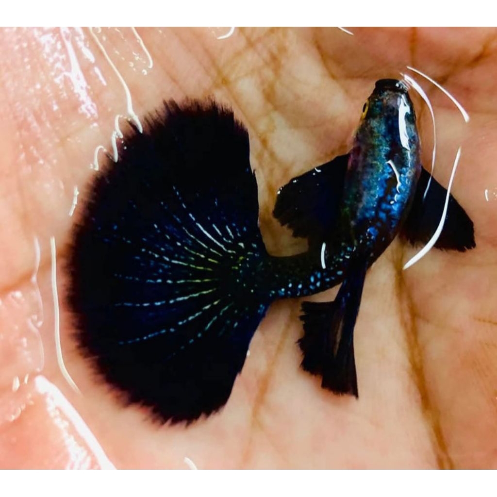 ikan Guppy full  black