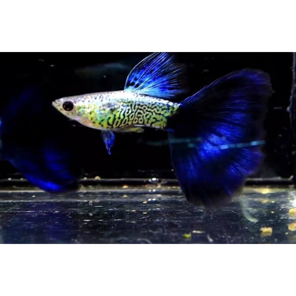 galaxy blue tail Guppy grade A