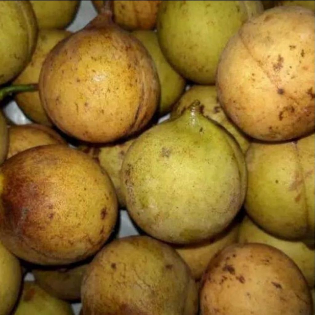 

buah pala tua segar 1 kg