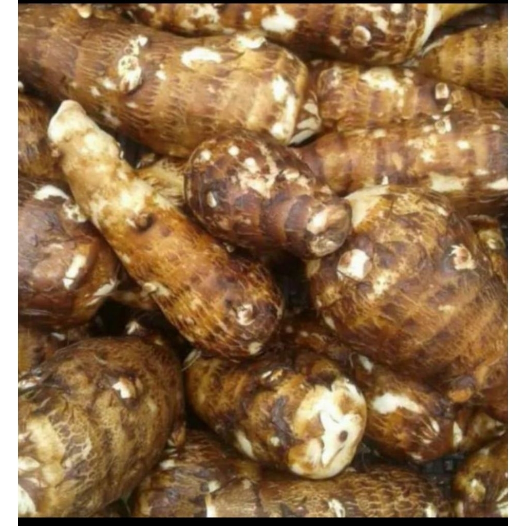 

umbi talas gajah 1 kg