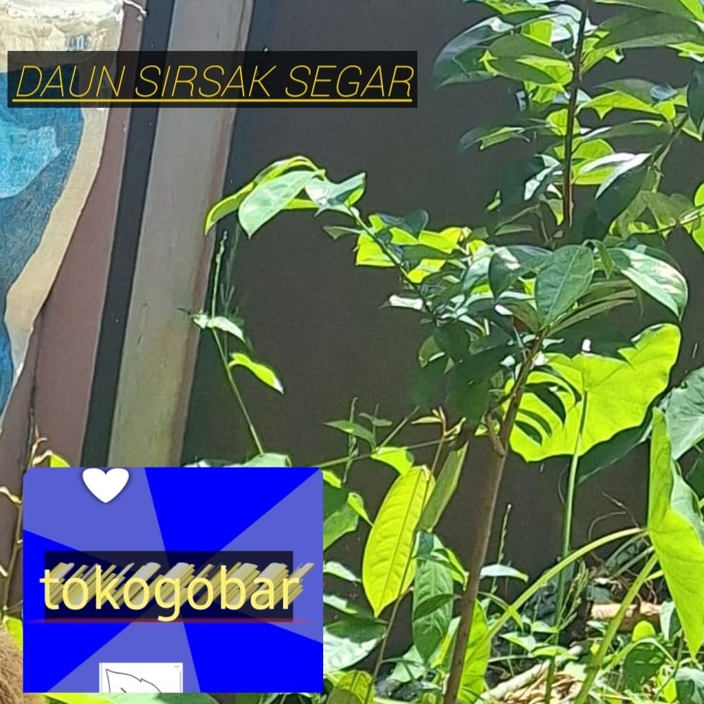 

DAUN SIRSAK SEGAR BUAT OBAT HERBAL