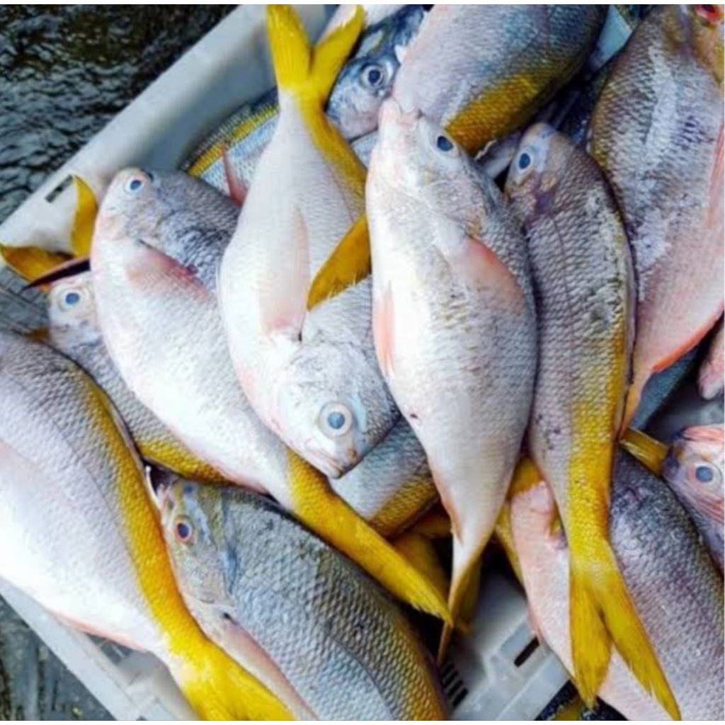 

ikan ekor kuning segar 1kg bppn