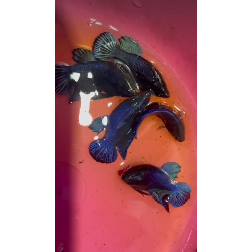 ikan#cupang#bagan#aduan