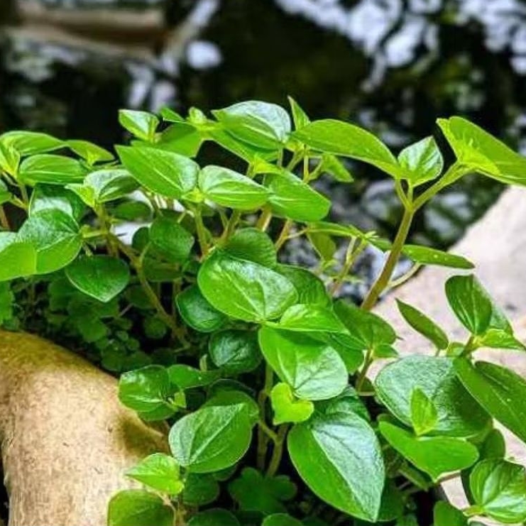 

Daun Sirih Cina dan Akarnya (bonus biji) 300 gram