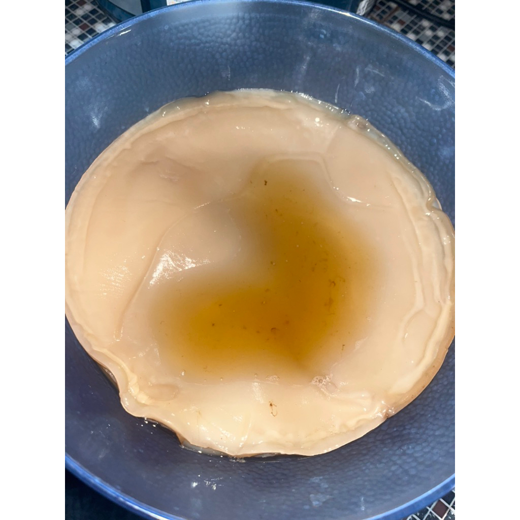 

SCOBY JUMBO TEH KOMBUCHA