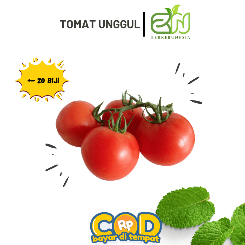 Benih Sayuran Buah Tomat Unggul Biji Bibit Tomat Unggul
