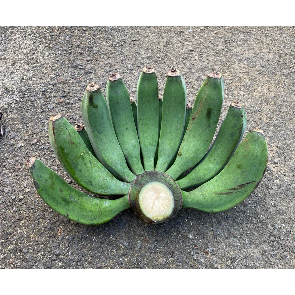 

PISANG RAJA BULU FRESH KIRIM MENTAH