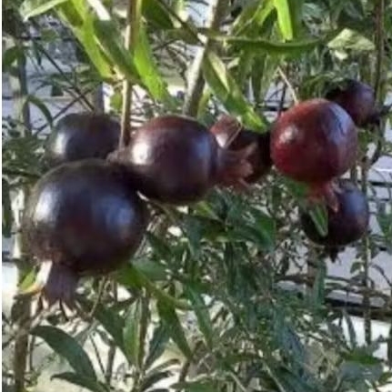 

Buah delima hitam/delima merah/Punica granatum L. 1 kg