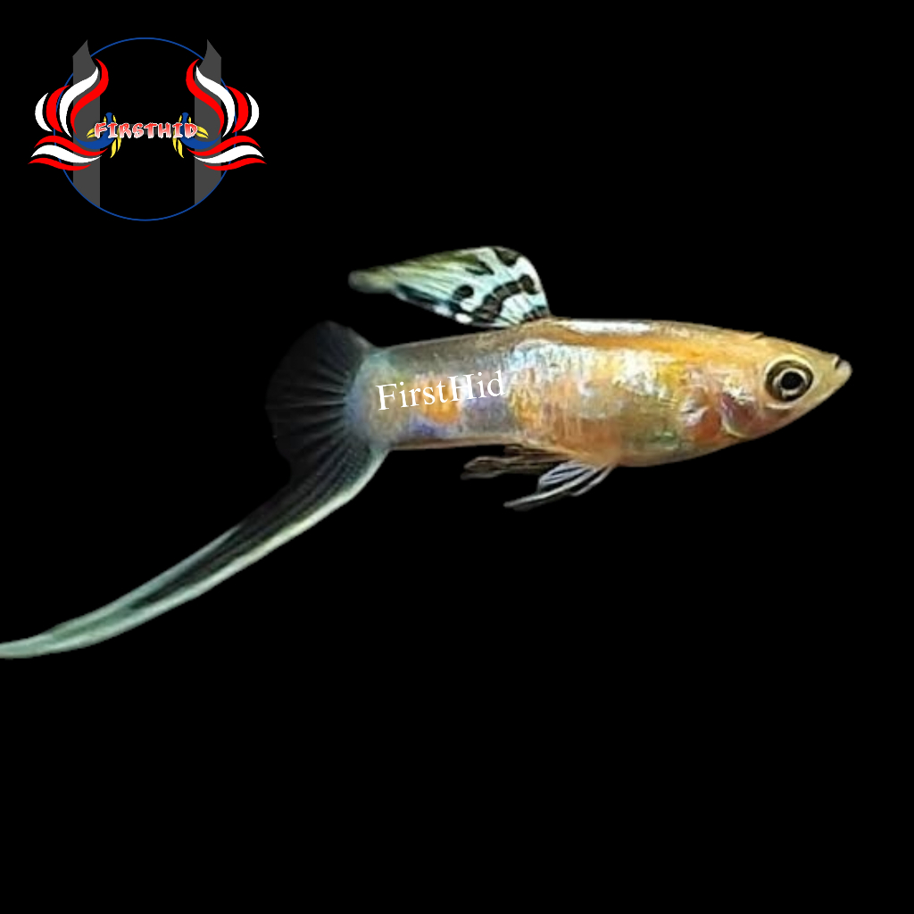 (LANGSUNG DI-KIRIM) Aksesoris Akuarium GUPPY Blonde Vienna Bottom Swordtail penghias kolam