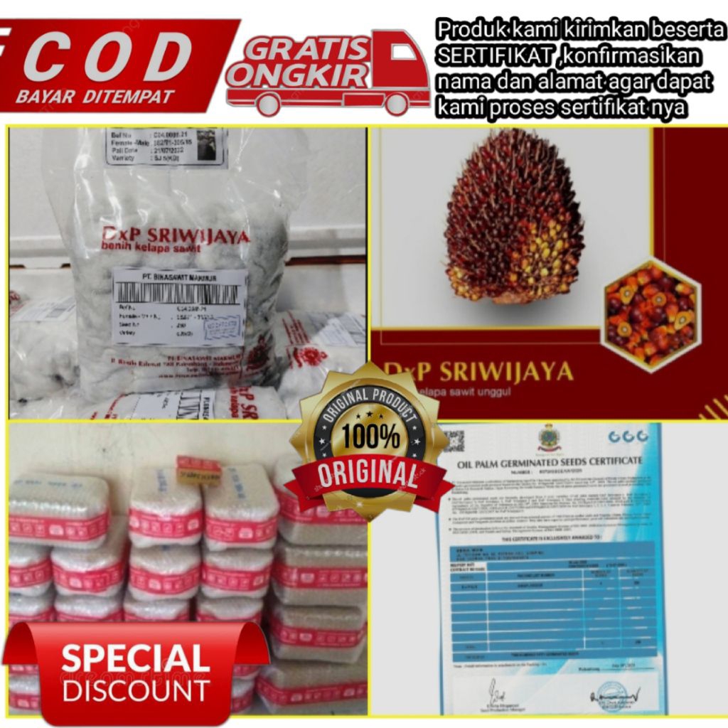 bibit benih kelapa sawit SRIWIJAYA 5 unggul berkualitas (pelepah panjang)