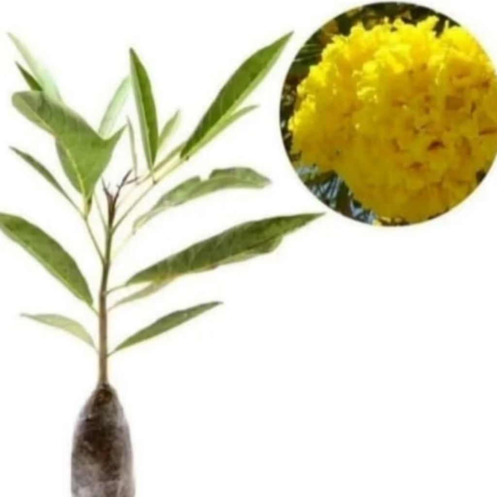 Pohon tabebuya bunga kuning / Tanaman tabebuya bunga