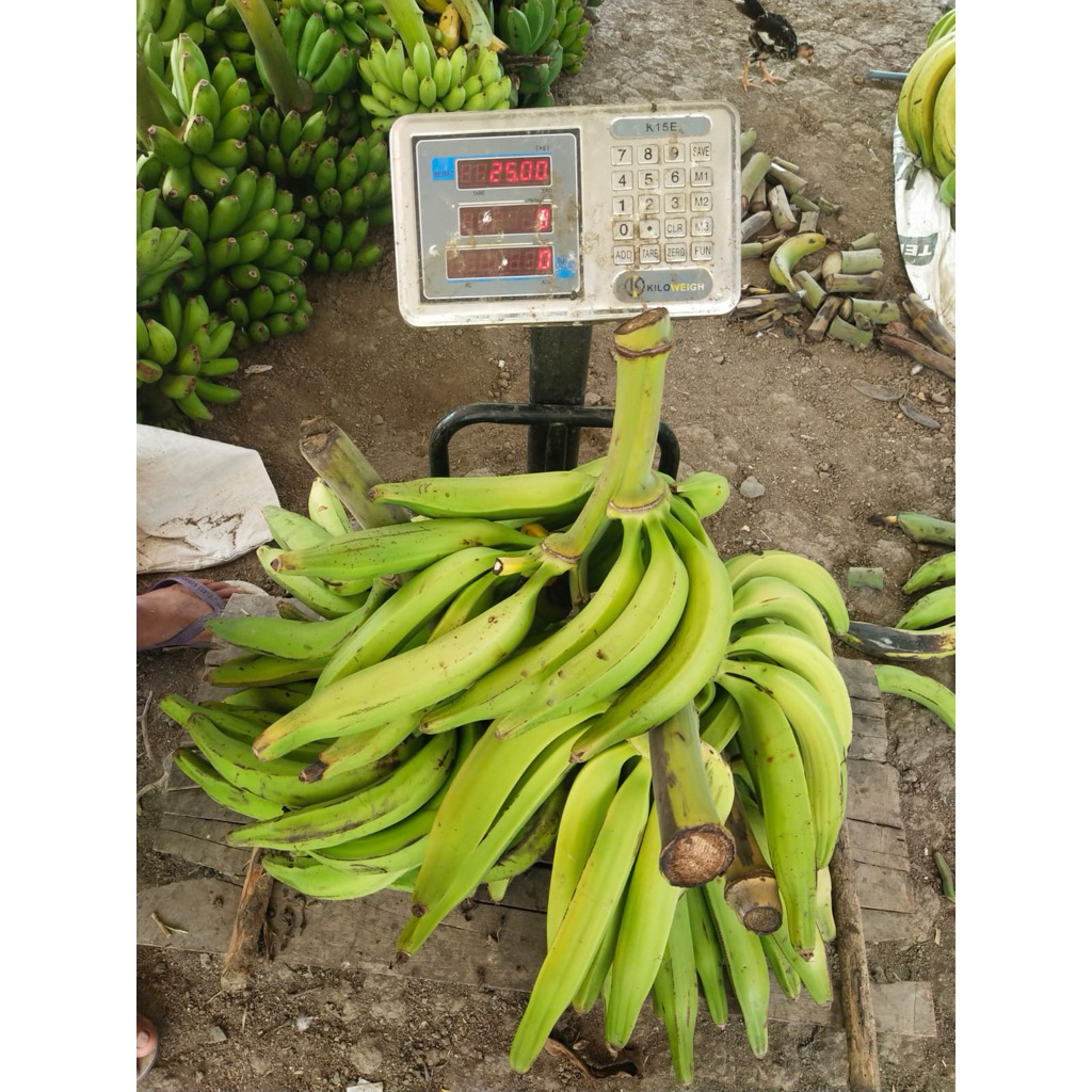 

Pisang Tanduk Madu isi 5 ASLI WONOSOBO (SUPER JUMBO)