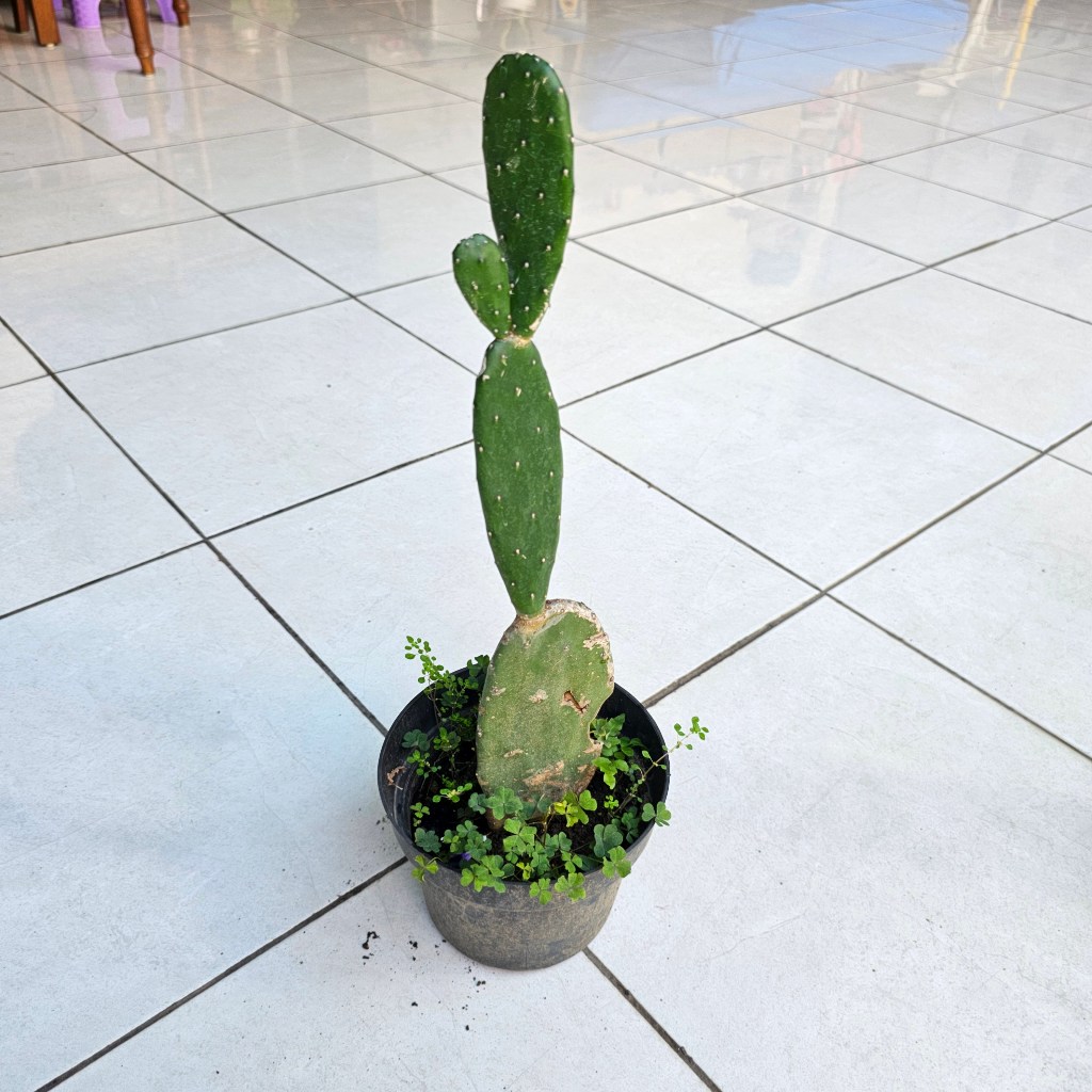 Paket KAKTUS SUKULEN Kaktus Centong Opuntia Makanan Kura Tortoise Sulcata - Tumbuhan Hidup Tanaman H