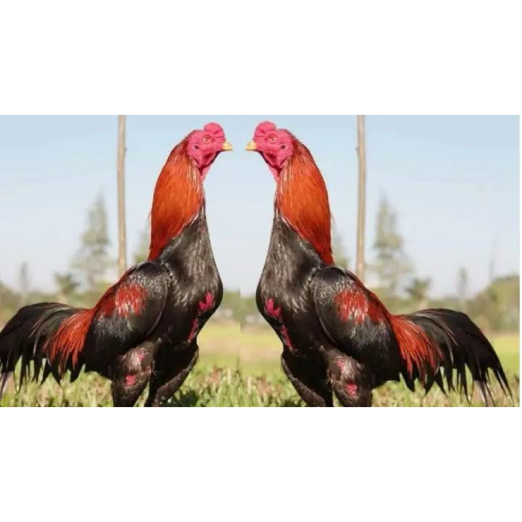 

TELUR TETAS AYAM BROILER X BK UNTUK DITETASKAN