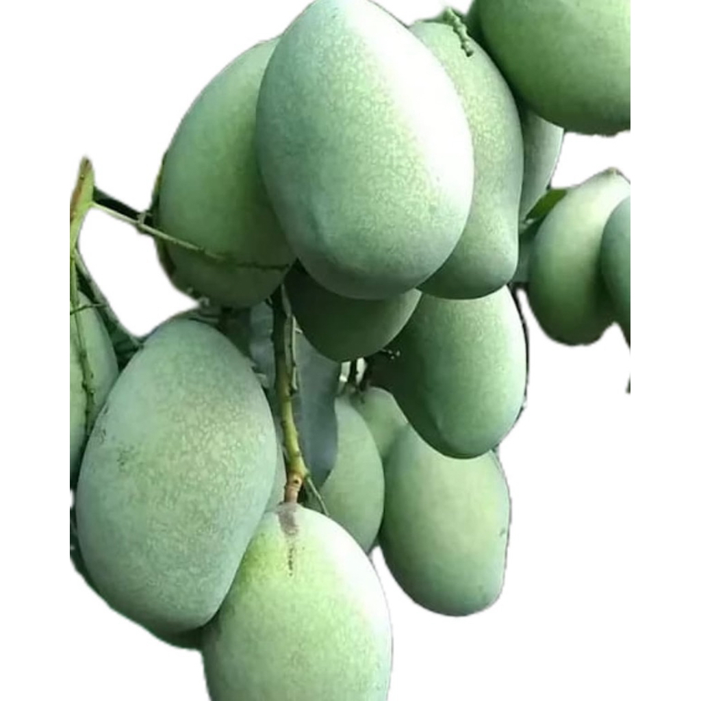 

BUAH MANGGA muda 1 kg cocok buat rujak/ asinan seger banget
