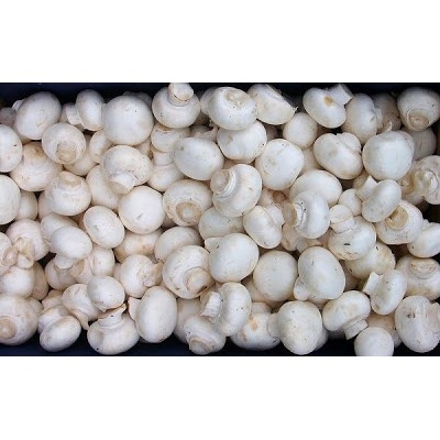 

Jamur champignon/kancing 250 gram