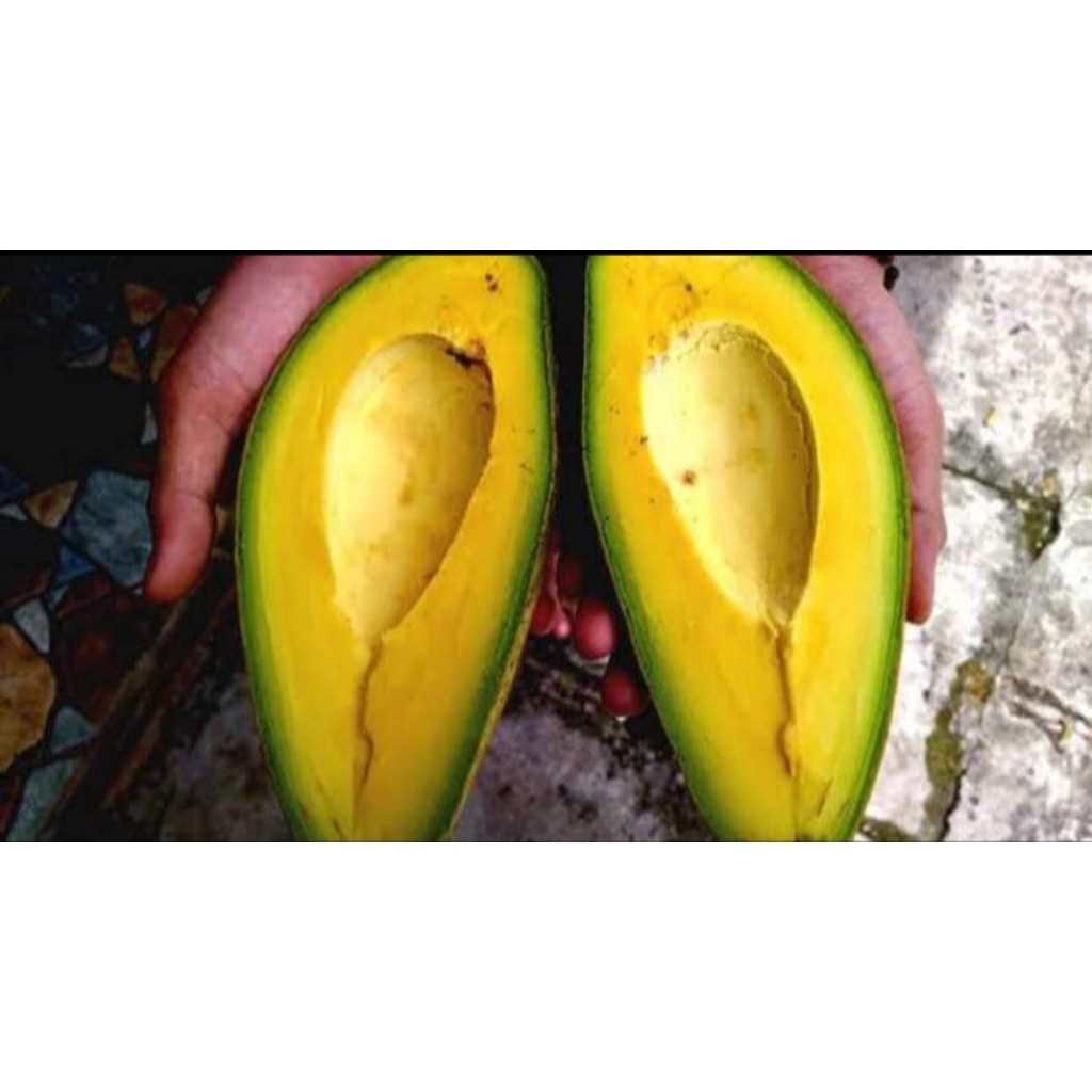 entres alpukat siger 15-20cm valid. harga per batang