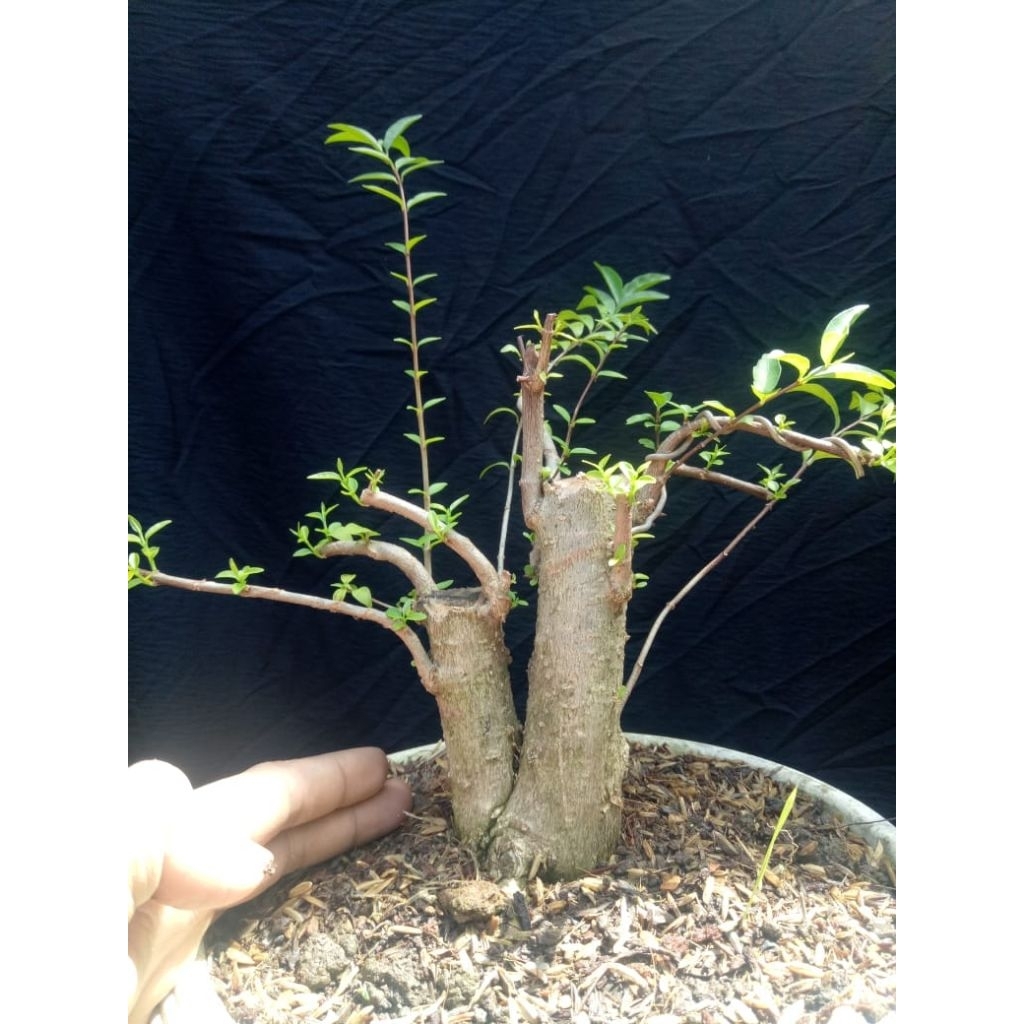 bahan bonsai anting putri bonggol murah