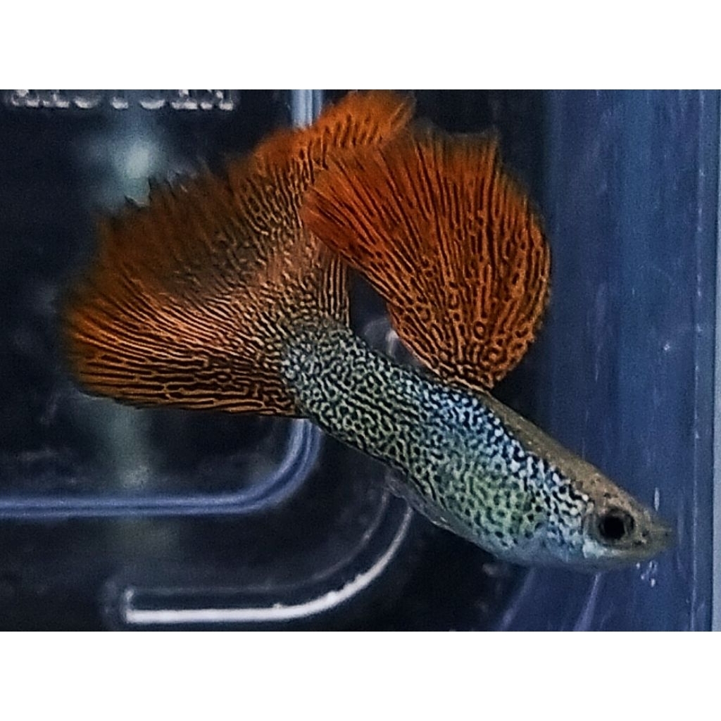 ikan hias guppy redlace perpasang