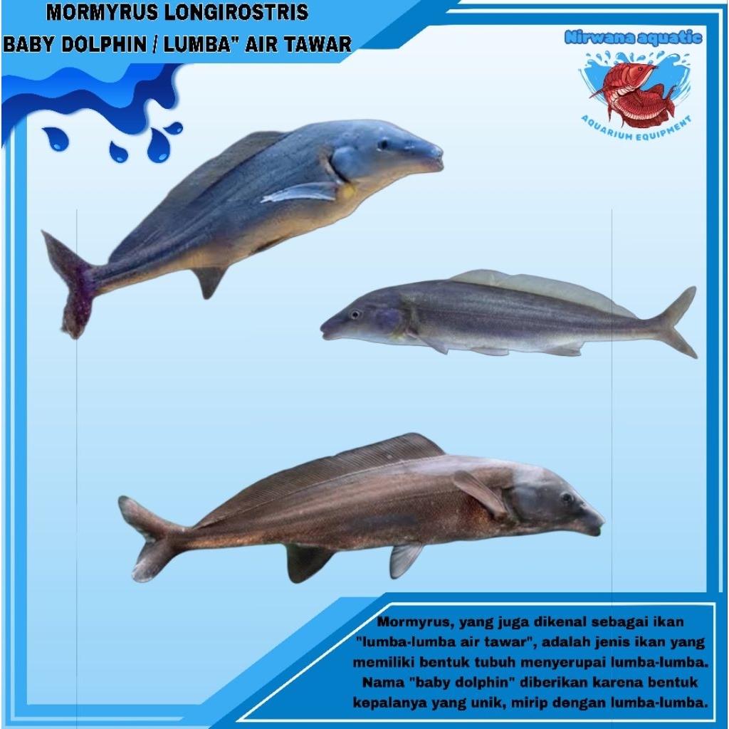 MORMYRUS LONGIROSTRIS FISH | BABY DOLPHIN / LUMBA" AIR TAWAR . UKURAN ± 8 & 12 CM