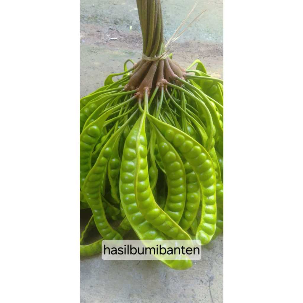 

PETE PETAI PADI PENDEK ISI 40 PAPAN LONJOR TUA SUPER