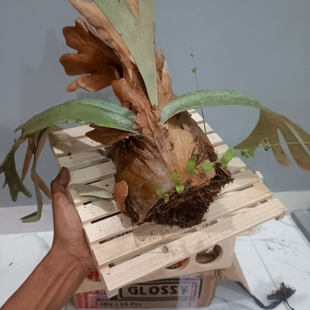 Palet Dinding Kayu Aesthetic Untuk Alas Media Dekorasi Tanaman