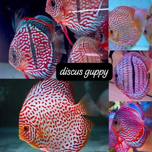 100 E Discus 1CM MIX SAMEDAY - Enhanced Edition