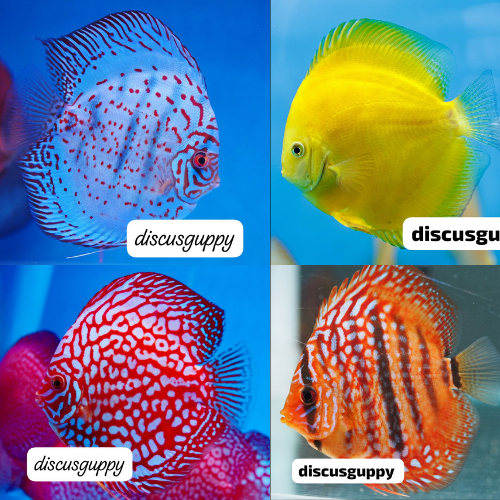 100 E Discus 1,5inch MIX SAMEDAY - Enhanced Edition