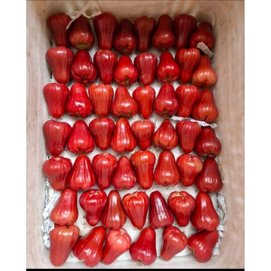 

Buah jambu citra super per 1 kg buah fruit