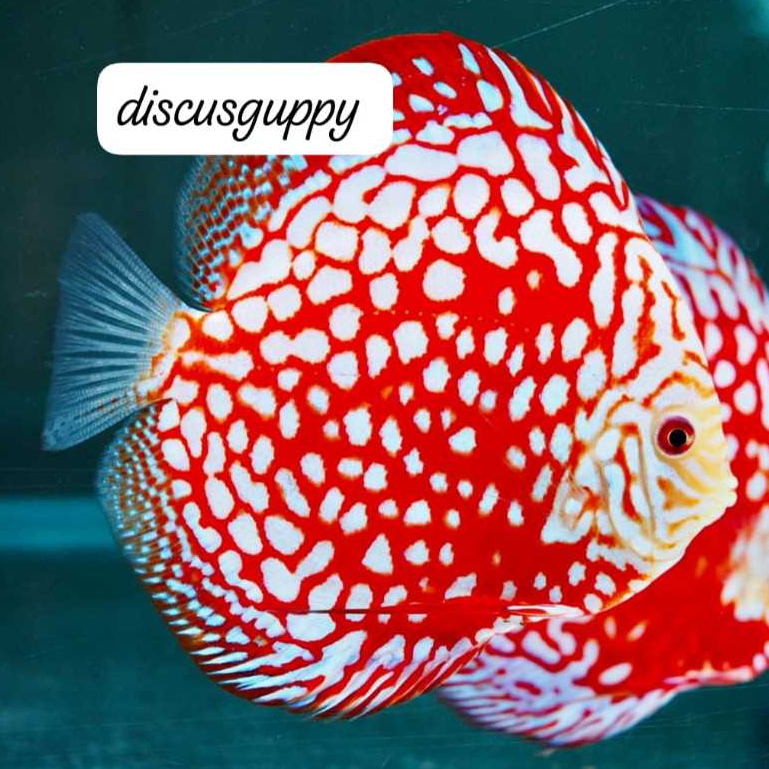 Red Panda Discus 1inch SAMEDAY - Enhanced Edition