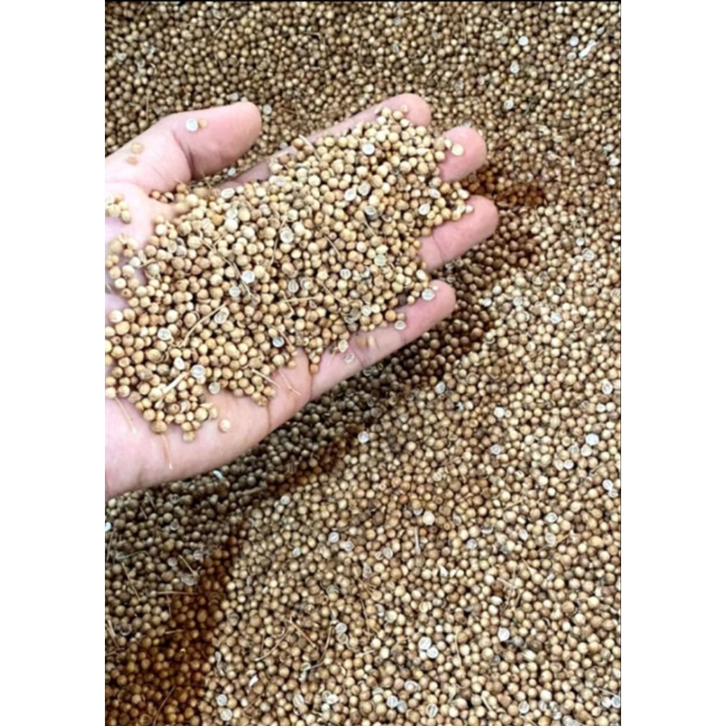 

KETUMBAR / BIJI KETUMBAR