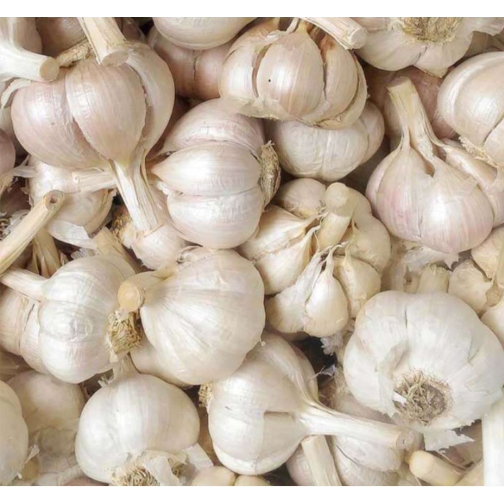 

BAWANG PUTIH KATING /Bersih /Kering /Klualitas Terjamin