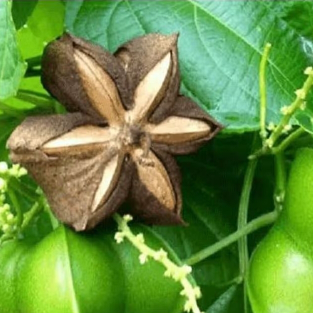 Bibit Kacang Sacha Inchi (biji 200 gram)