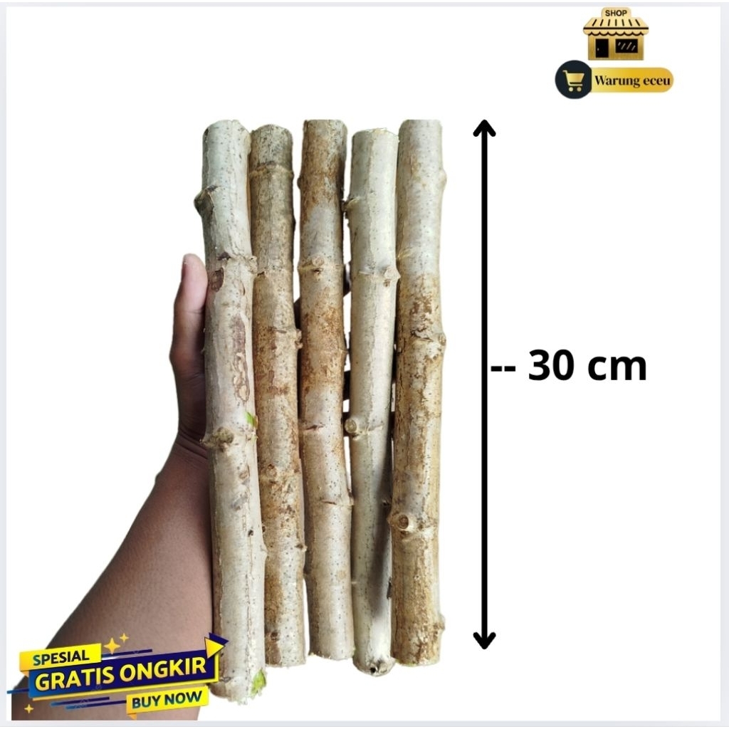 BIBIT POHON SINGKONG KETAN SUPER 1 KG HASIL BESAR (STEK SIAP TANAM) POHON INDUKAN BESAR SIAP TANAM