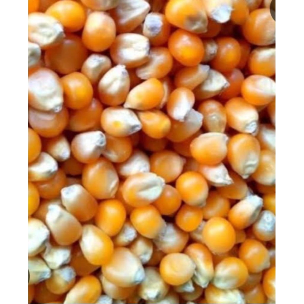 

jual jagung kuwalitas bagus sudah kering 250 grm