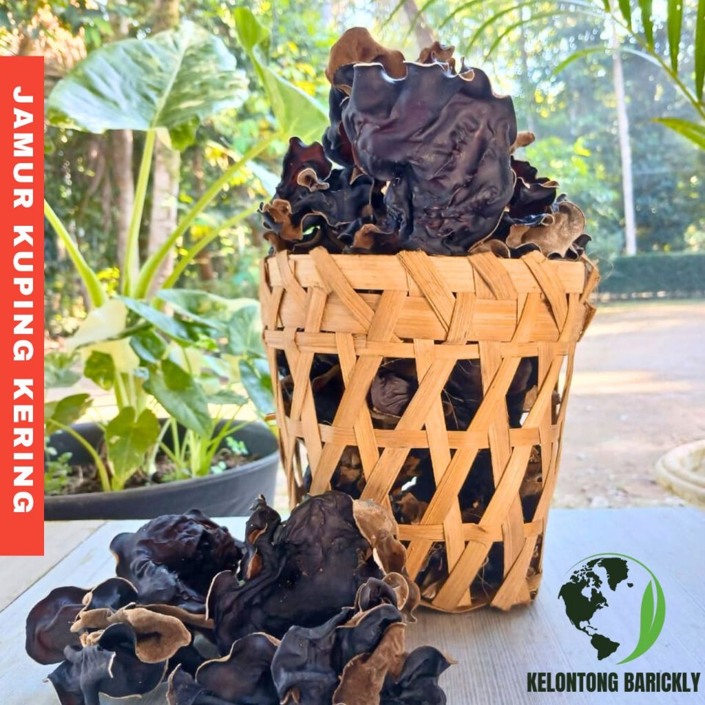 

JAMUR KUPING HITAM KERING SWALLOW PEOPLE / JAMUR KUPING SU HITAM BELAKANG PUTIH