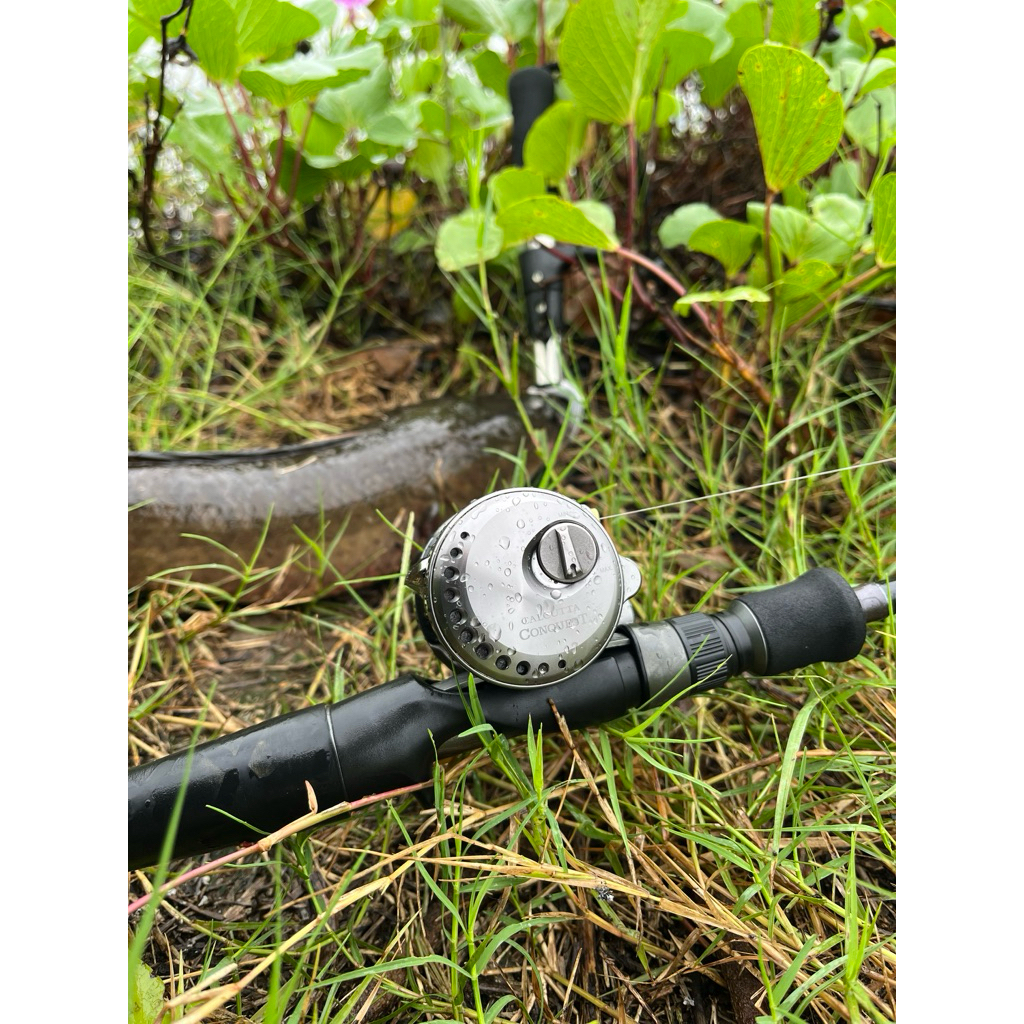 Shimano calcutta bfs XG