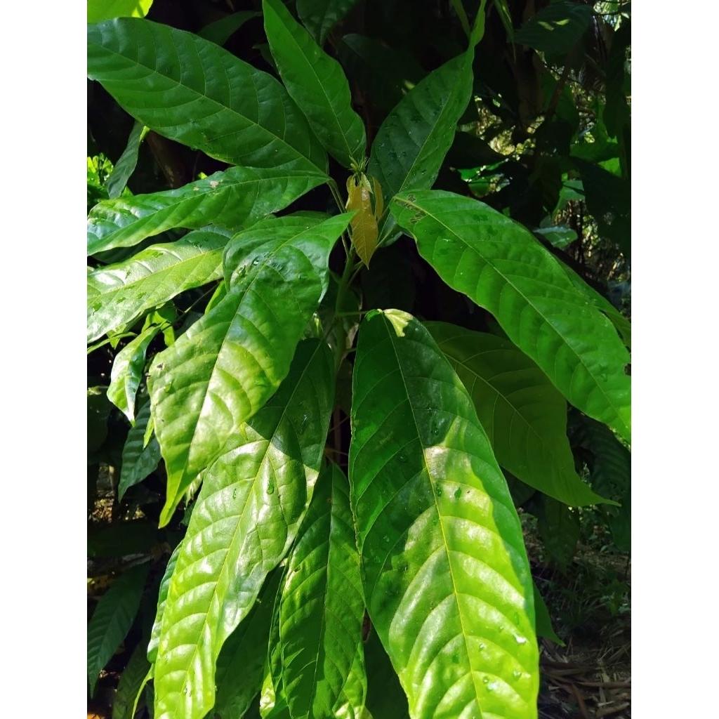 

Daun kakao | Daun coklat 40lembar fresh petik langsung di pohon