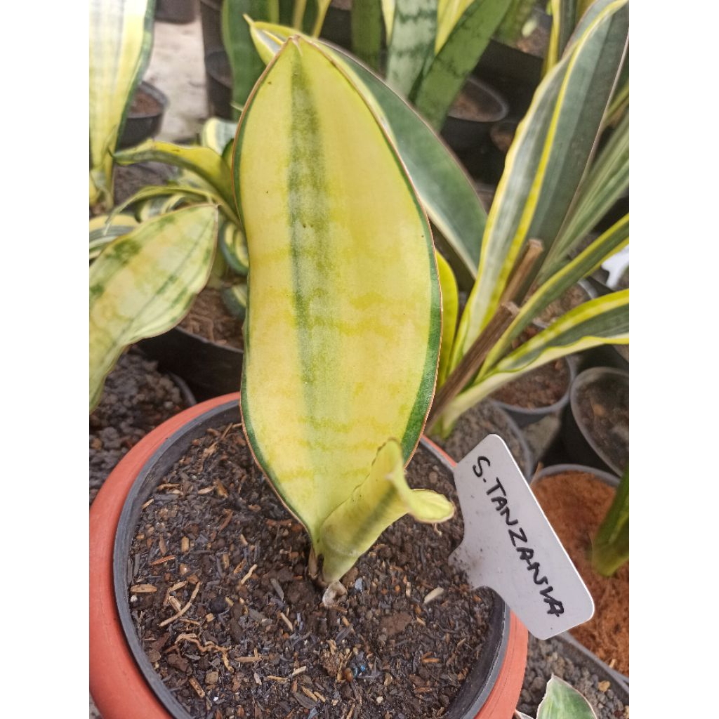 Tanaman Bunga Hidup Hias Indoor dan Outdoor Pembersih Udara Sukulen Sansevieria Tanzania