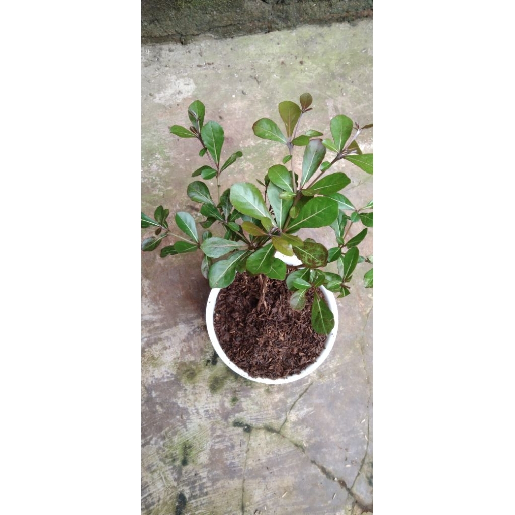 Tanaman Hias bibit Ketapang mini - Ketapang kencana