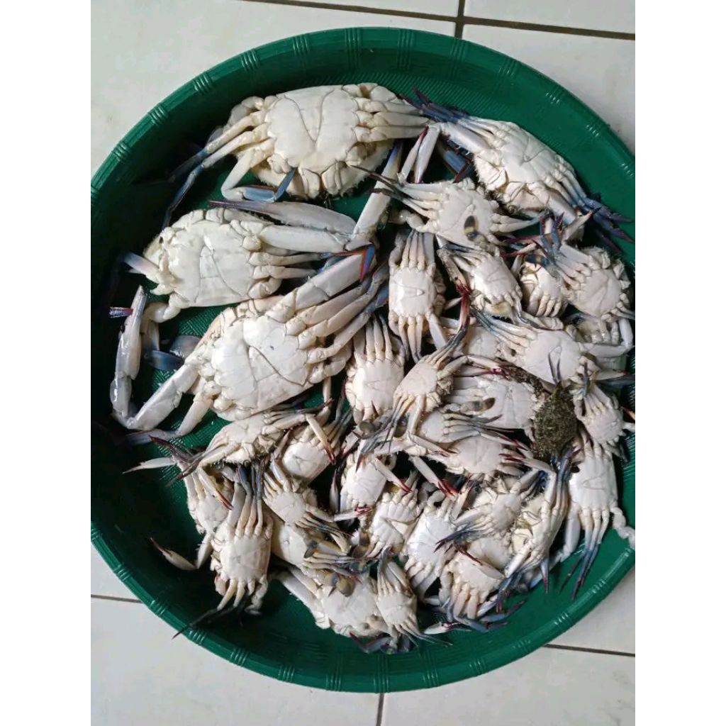 

KEPITING RANJUNGAN