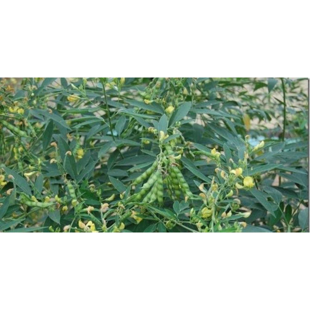 

daun gude/ hiris segar 100g