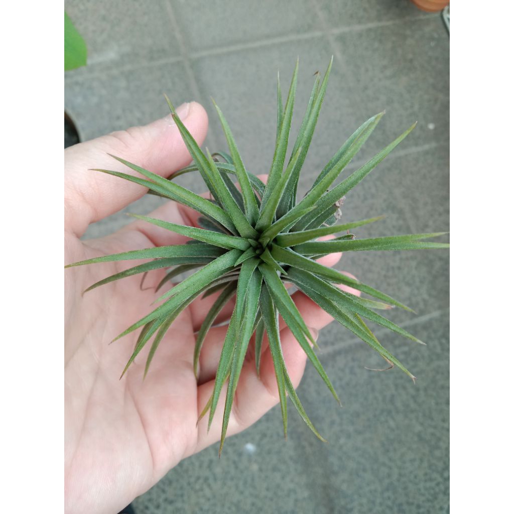 Tanaman Tillandsia / Tanaman Udara