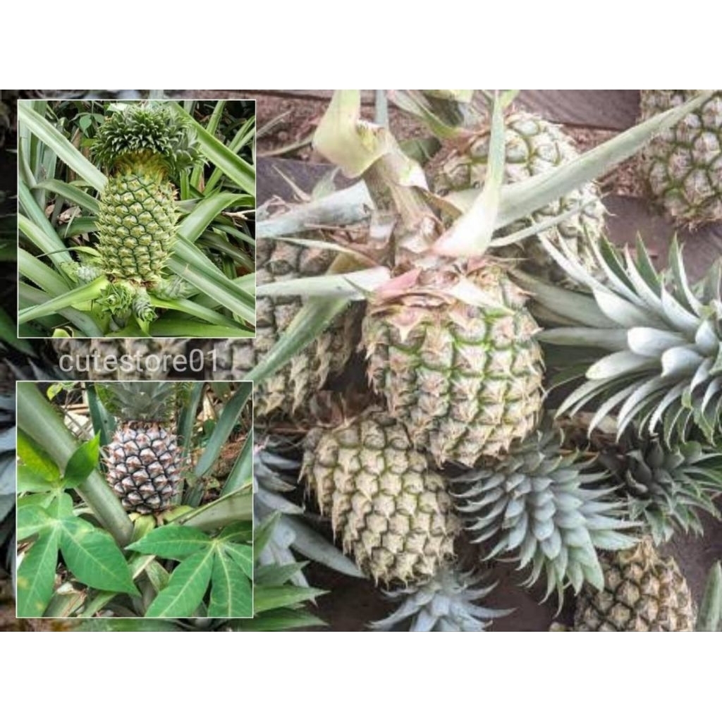 

Buah Nanas Muda Segar Baru Petik