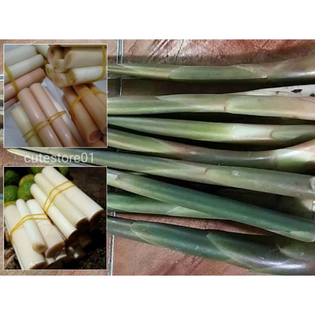 

Batang Rias Kecombrang Kupas 500gram Termurah