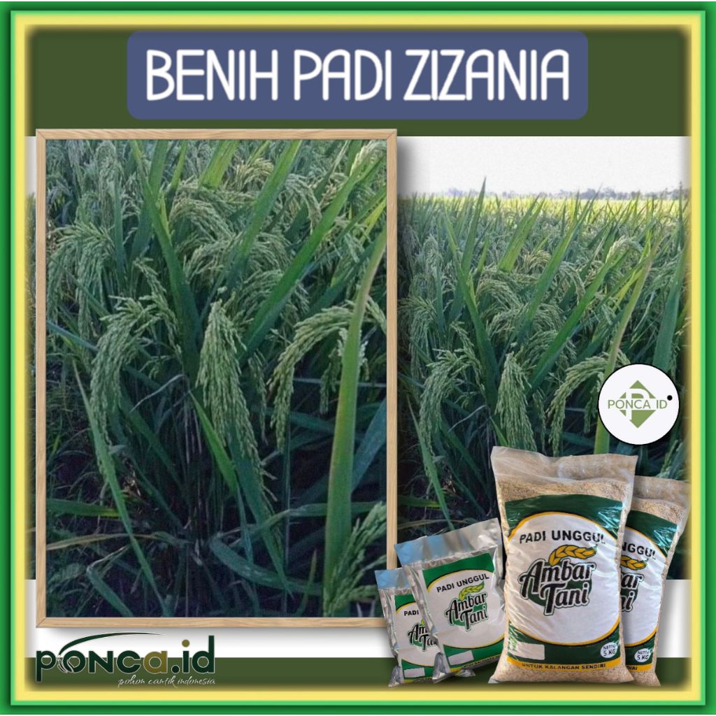 BENIH PADI ZIZANIA BIBIT PADI TONASE TINGGI